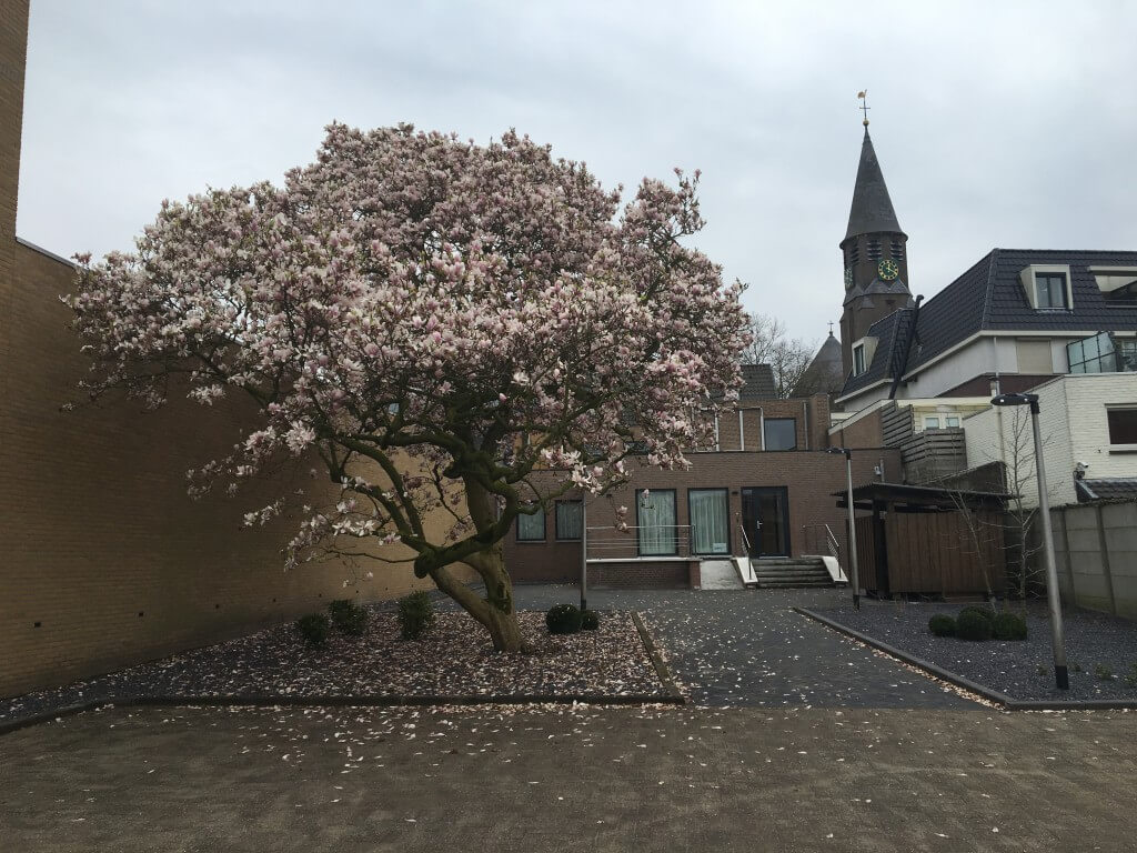 Tulpenboom voor het kantoor van Chalant